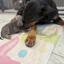 Girl 2 - Blue and rust female Doberman Pinscher puppy in Elgin, Texas from New Horizons Kennels
