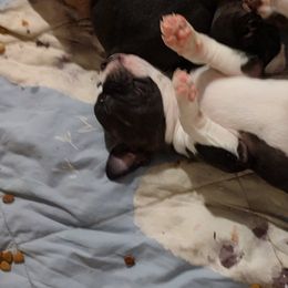 Buster - Black brindle and white male Boston Terrier puppy in Lupton, Michigan from The Littles