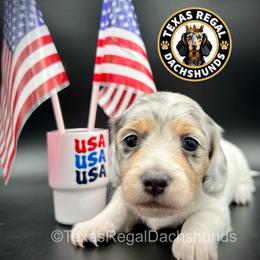 Glory - Dapple female Dachshund puppy in Houston, Texas from Texas Regal Dachshunds LLC