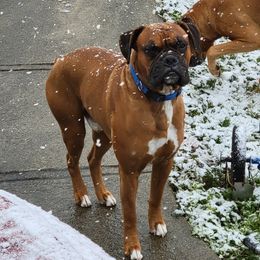 Buster - Boxer