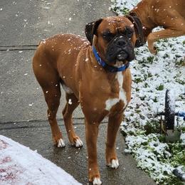 Buster - Boxer