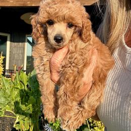 Flo - Apricot female Poodle puppy in Sperry, Oklahoma from PuppyLove Poodles