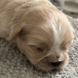 Maltese, Pomeranian, Shih Tzu, and Yorkshire Terrier Puppies from Gibbs Gorgeous Paws LLC