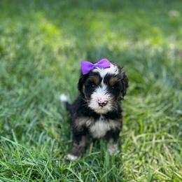 Birdo-Purple - Tri-color female Bernedoodle puppy in Casper, Wyoming from 307 Doodles