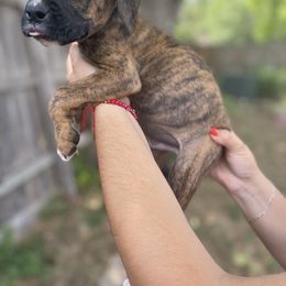 Boxer Puppies from Boxer Blessings Kennel