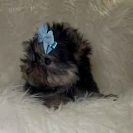 Lira - Black and gold female Yorkshire Terrier puppy in Las Vegas, Nevada from Yorkiepupsntcups