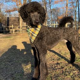 Poodles from All American Poodles