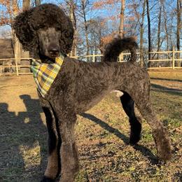 Poodles from All American Poodles