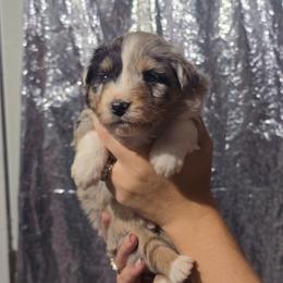 STITCH Blue merle (Natural Bobbed Tail) - Blue merle male Australian Shepherd puppy in Rainsville, Alabama from Chaparro Farm Aussies