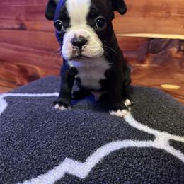 Boston Terrier Puppies from Goshorn Family Bostons and Frenchtons