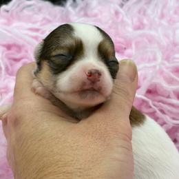 Cookie - Sable spotted white female Chihuahua puppy in Franklin, North Carolina from A&J Cutie Pawtooties