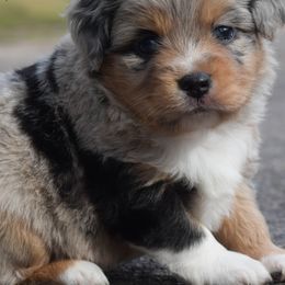 Miniature Australian Shepherds and Toy Australian Shepherds from Down South Aussies