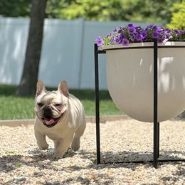 Gui - French Bulldog