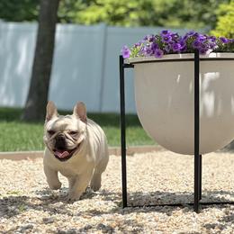 Gui - French Bulldog