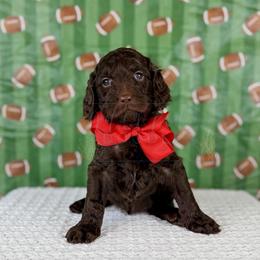 Ref - Red Collar - Chocolate male Goldendoodle puppy in The Woodlands, Texas from Golden Fields Doodles