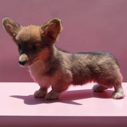 Red Bluie fluffy - Blue male Pembroke Welsh Corgi puppy in Unicoi, Tennessee from East Tennessee Clark Corgis