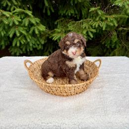 Van - Brown male Bernedoodle puppy in Bremen, Indiana from Farmland Doodles