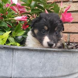 Australian Shepherd Puppies from Ohio Valley Australian Shepherds