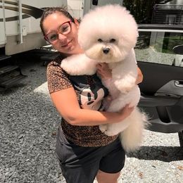 Beau - Bichon Frise