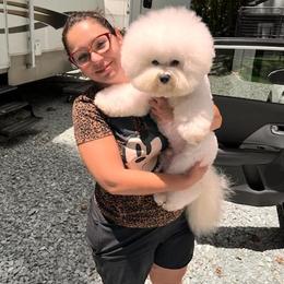 Beau - Bichon Frise