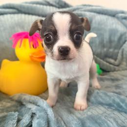 Cole AKC - Black and tan male Chihuahua puppy in Seneca, Missouri from Stephanie’s Puppy Colony