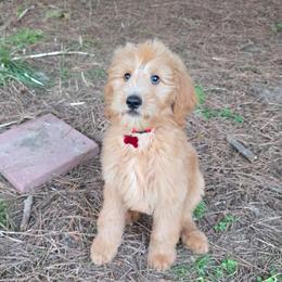 Eddie - Apricot male Goldendoodle puppy in Georgetown, Tennessee from Georgetown Designer & Purebred Puppies