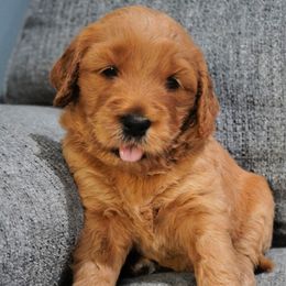 Goldendoodles from Doodles of West Chester