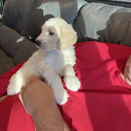 Joy - Parti female Goldendoodle puppy in St Johns, Florida from Nini's Poodles and Doodles of St. Johns Co.