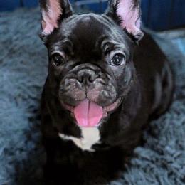 Marshall - Brindle male French Bulldog puppy in Summerville, South Carolina from Pryde French Bulldogs