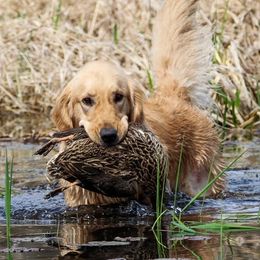 Luna - Golden Retriever