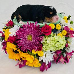 Girl 1 - female Bernedoodle puppy in Harpers Ferry, West Virginia from Oso Perfect Poodles and Doodles