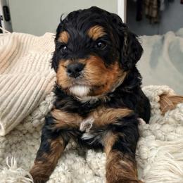 Bumble - Tri-color male Bernedoodle puppy in Mint Hill, North Carolina from Ball-Y-Hoo Bernedoodles