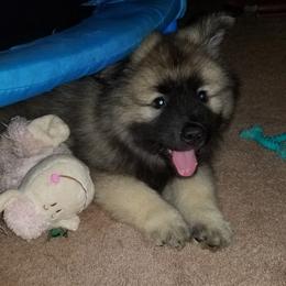 Keeshond and Shiba Inu Puppies from Fox Den Shiba Inus & Keeshond