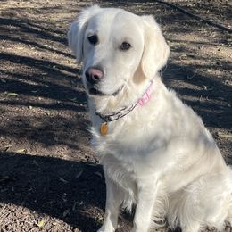 Clover - Golden Retriever