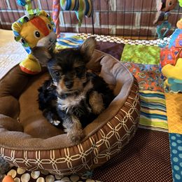 Yorkshire Terrier Puppies from Glass Hill Yorkies