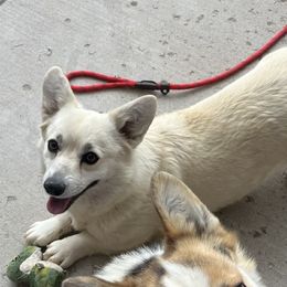 Kiwi - Pembroke Welsh Corgi