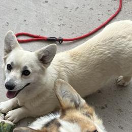 Kiwi - Pembroke Welsh Corgi