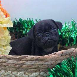 Lacey (Girl 2) - Black female Pug puppy in Olin, North Carolina from Piggy Pugs
