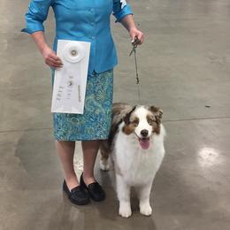 Australian Shepherds from Affinity Aussies