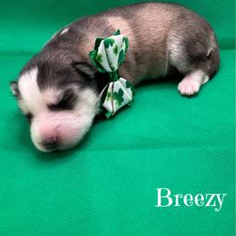 Breezy - Wolf sable male Pomsky puppy in Venus, Pennsylvania from Hemlock Pines Pomsky
