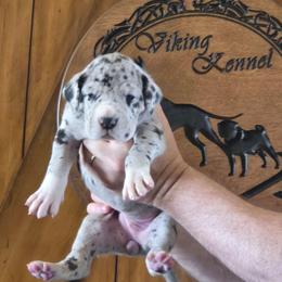 Ocelli - Mantle merle female Great Dane puppy in Cheyenne, Wyoming from Viking Kennel