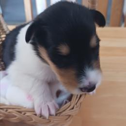 Knight (Tri Boy 7) - Black white and tan male Collie puppy in Nunn, Colorado from Kingsgift Collies