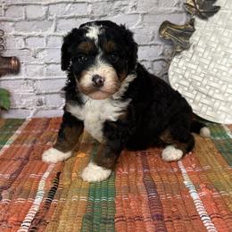Bella - Tri-color female Bernedoodle puppy in Moulton, Iowa from Shondel Puppy Paws