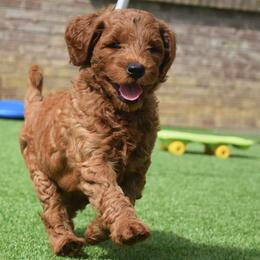 Goldendoodle Puppies from Gertie’s Goldendoodles