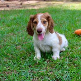 Rusty - Piebald male Dachshund puppy in Ben Lomond, Arkansas from Miesha Carver's Bulldogs