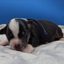 Blue Collar Male - Black tri male Miniature American Shepherd puppy in Lexington, Kentucky from Deuce's Den
