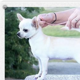 Juliet - Chihuahua