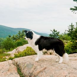 Story - Border Collie