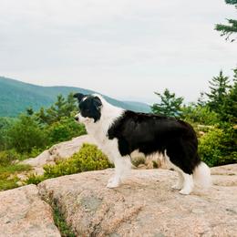 Story - Border Collie