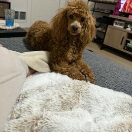 Poodle, Soft Coated Wheaten Terrier, and Whoodle Puppies from Green Mountain Kennel